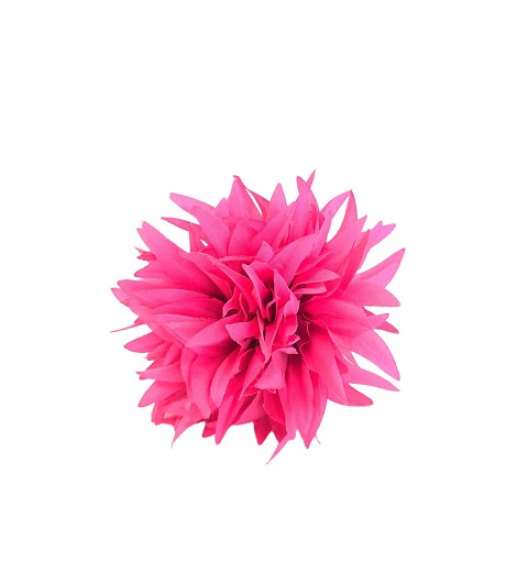 Peonía Fresa 13Cm x 8Cm