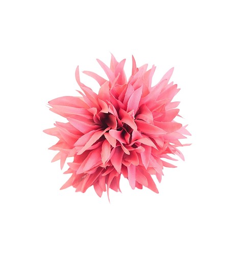 Peonía Coral 13Cm x 8Cm