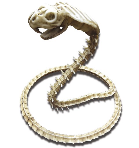 Cobra Esqueleto 50 X 43 X...