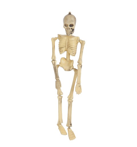 Skeleto